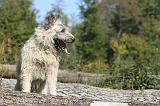 BOUVIER DES ARDENNES 118